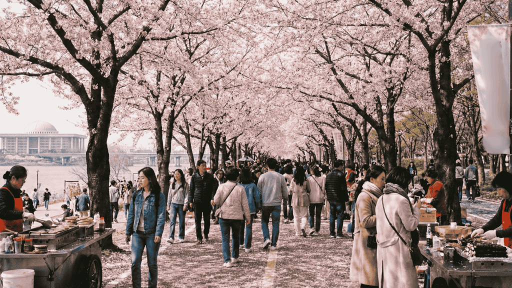 대규모 축제 보안 행사보안 벚꽃축제 여의도벚꽃축제보안 축제보안