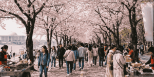 대규모 축제 보안 행사보안 벚꽃축제 여의도벚꽃축제보안 축제보안